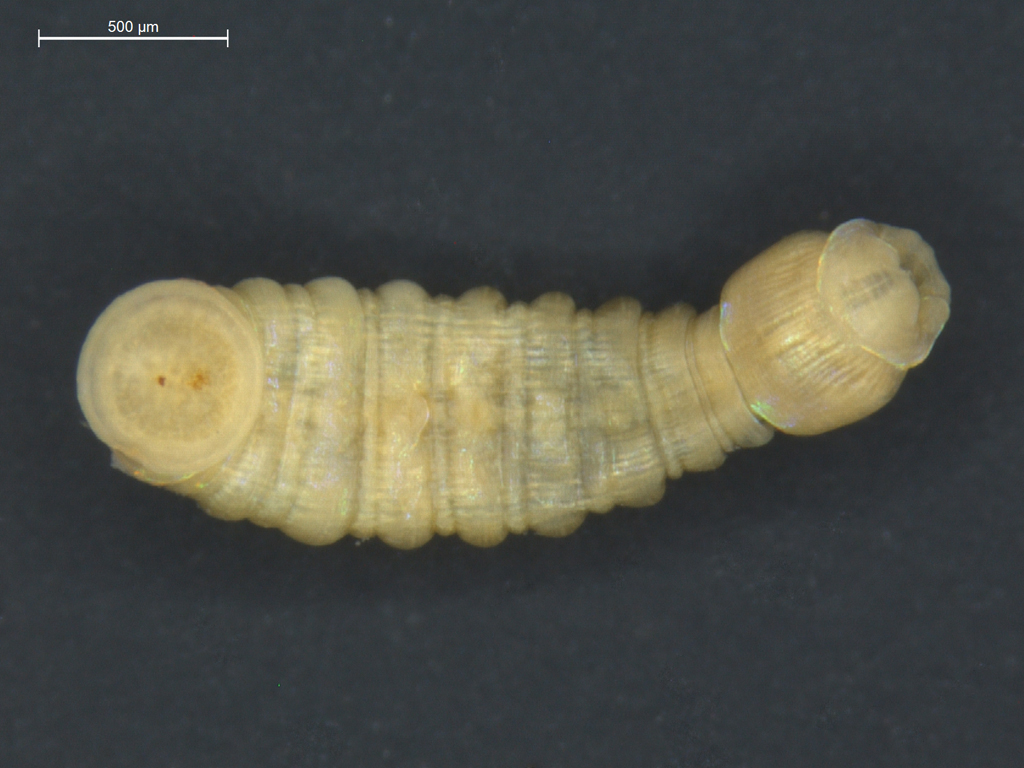 Branchiobdella parasita